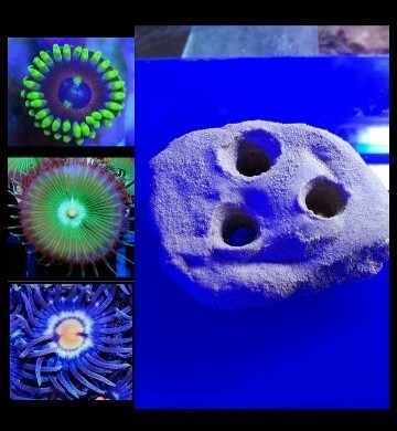 3 way frag plate holder comes with 3 zoa frags which fit the holder