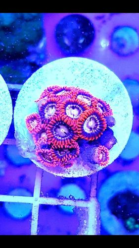 cluster of angry bird zoas