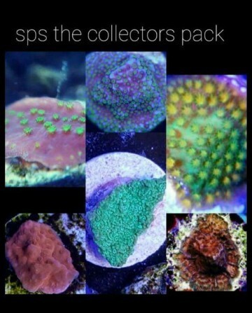 sps the collectors pack