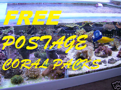 FREE POSTAGE CORAL PACK B, corals,zoas,snails xenia,Mushrooms,blue clove polyps,copepods,phtyo