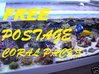 FREE POSTAGE CORAL PACK E, Soft corals,zoa feast,coral food,rare zoas free postage,copepods