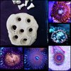 7 way frag rock comes with 5 zoa frags and two spare frag plugs