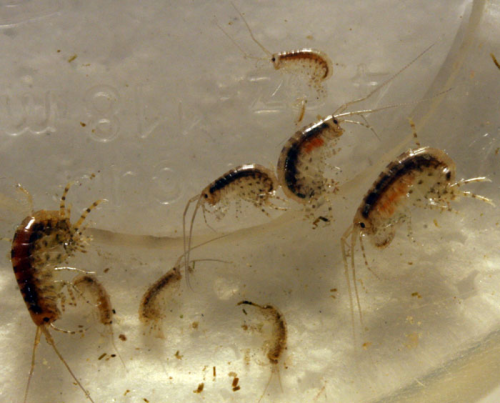 amphipods x 6 start your own culture like copepods