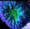 which hunter blastomussa wellesi purple and neon green coral frag