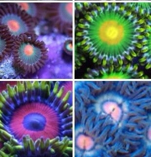 1.zoa pack w tropical green zoas,green epackers,red eagle eyes,fred flistones