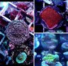 coral pack - rusty pavona, montipora confusa, orange plate special offer