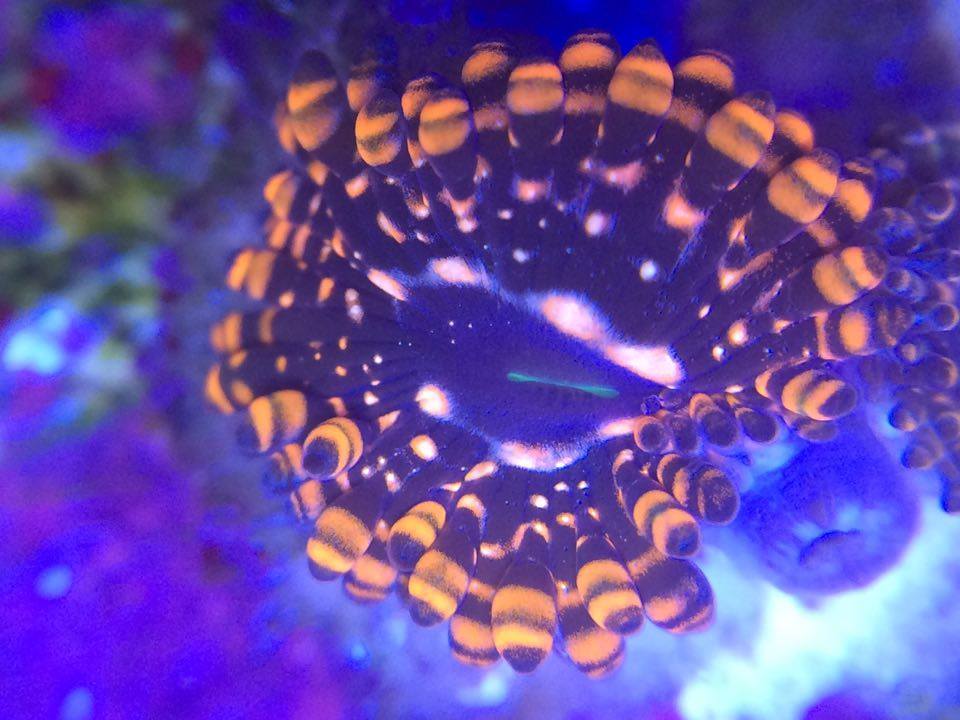utter chaos zoa on plug jbsmarines mail order corals
