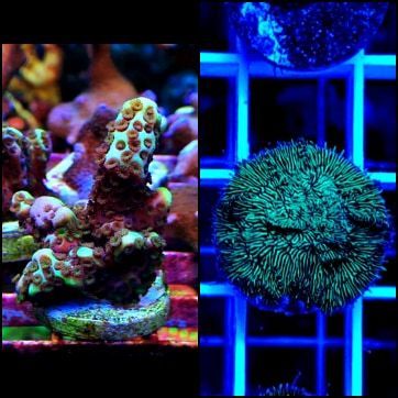 montipora spongodes and green pavona pack