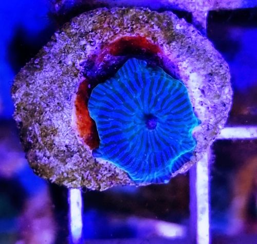 Wysiwyg striped blue discoma mushroom