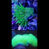Deep water Japanese neon Green toldstool