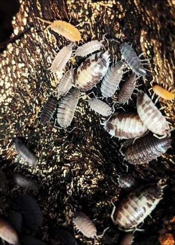 25 x party mix , mixed isopods