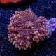 Soft Coral Frags