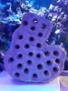 25 way frag plate holder rock plate holds our frag plugs