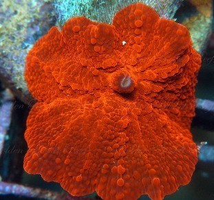 bright red single head mushroom discoma