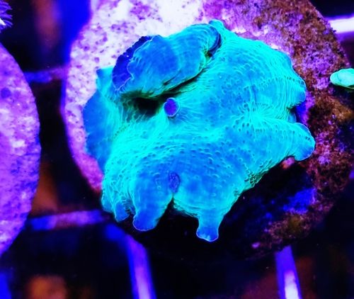 wysiwyg teal blue discoma mushroom