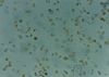 500ml isochrysis galbana culture phytoplankton food