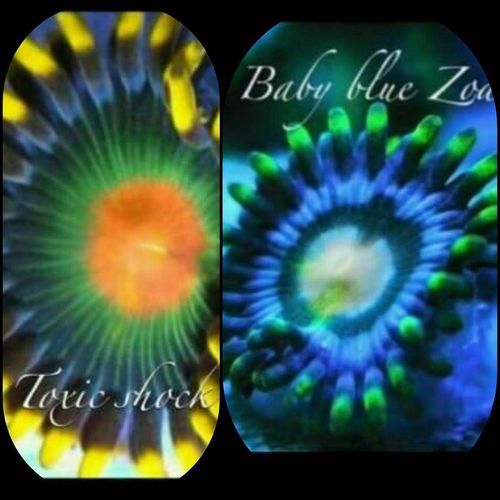 LIMITED OFFER toxic shock and baby blue zoa frag twin pack