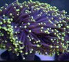 Australian black torch coral 2 heads on one branch
