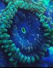 gold rush people eater zoa