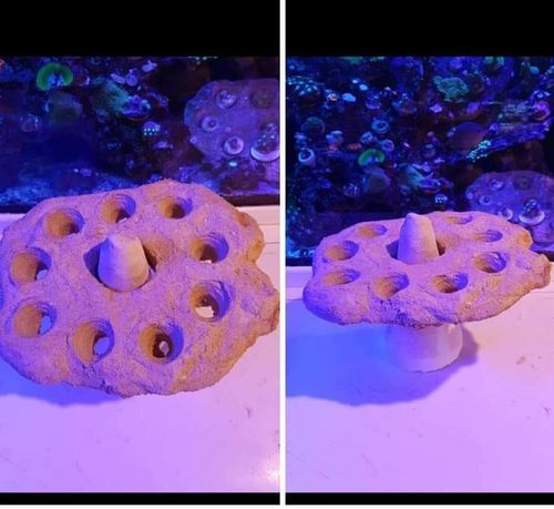 zoa tree holder comes complete with 9 zoas