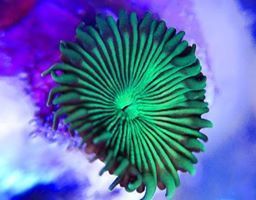 green implosion paly zoa