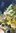 runner of racemosa caulerpa nice decorative algea