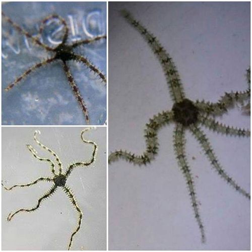 3 x baby brittle stars great clean up crew