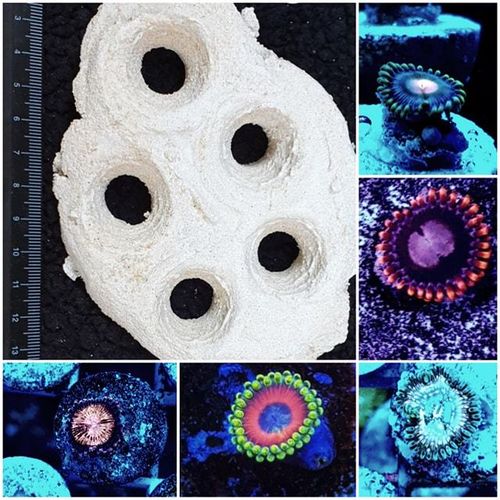 5 way frag holder includes the 5 zoas pictured