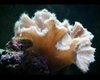 cabbage coral 2-3 inch