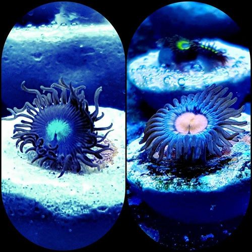 LIMITED OFFER blue moonlight and speckled hen zoa twin pack