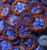 cluster of alpha and omega zoas