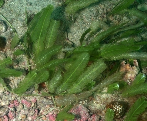feather caulerpa algae marine seaweed