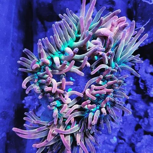 quad colour rainbow bubble tip anemone