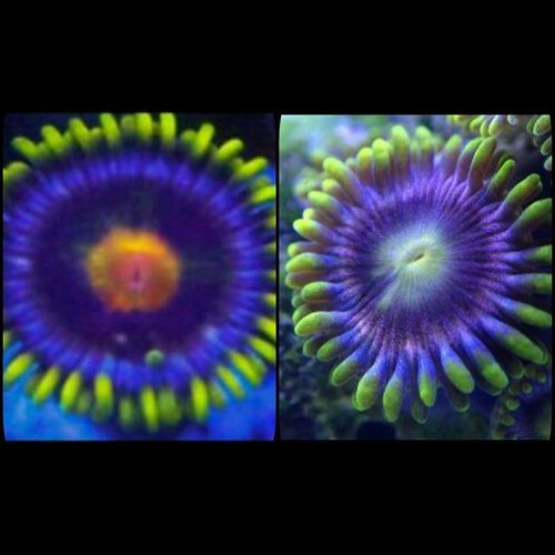 LIMITED OFFER blow pop and rainbow purple zoa twin pack