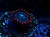 speckled fire ice zoa on plug