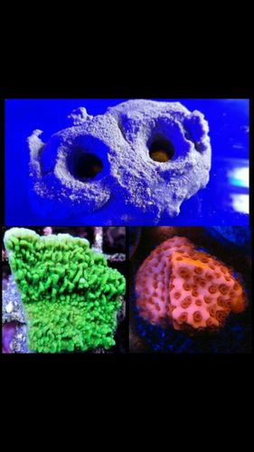 twin coral frag plate holder with orange and green montipora plates on plugs