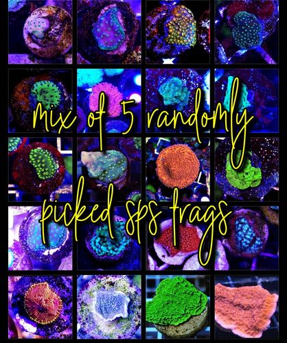 mix of 5 randomly picked from our stock sps frags on frag plugs