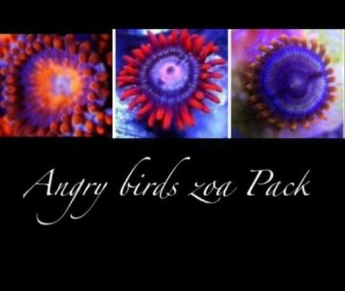 angry bird zoa pack set of 3 zoas