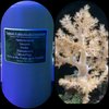 kenya tree frag comes with 250ml phytoplankton