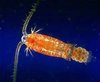 critter pack amphipods x 6 , 2x stometella snails  ,125ml copepods
