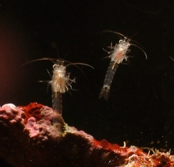 FREE POSTAGE REFUGIUM BOX SET 6 Mysis shrimp ,100ML T copepods,100ml phytoplankton,Caulerpa