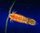 FREE POSTAGE REFUGIUM BOX SET 6 Mysis shrimp ,100ML T copepods,100ml phytoplankton,Caulerpa