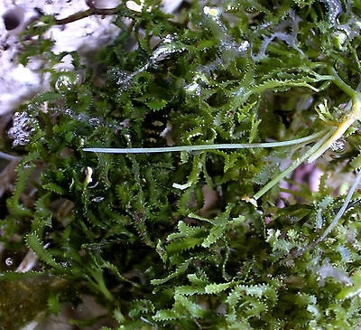 saw blade caulerpa algae marine seaweed