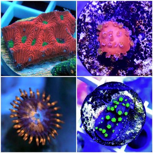mixed ultra pack war  coral,mystic monti,tangelo zoa,aussie acro