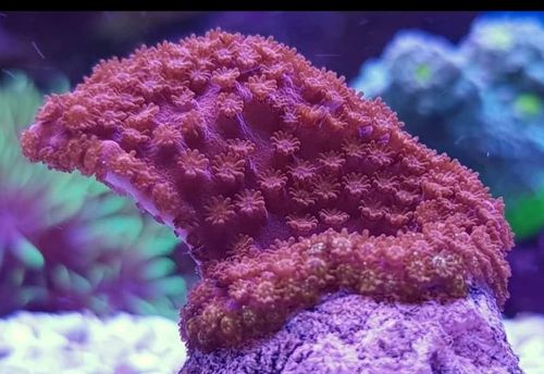 rusty red montipora plate
