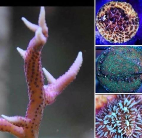 sps pack 3 x pavona corals and hystrix coral frag