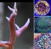 sps pack 3 x pavona corals and hystrix coral frag