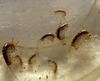 amphipods x 6 start your own culture like copepods