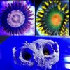 twin live rock holder with two zoa frags that fit the holder