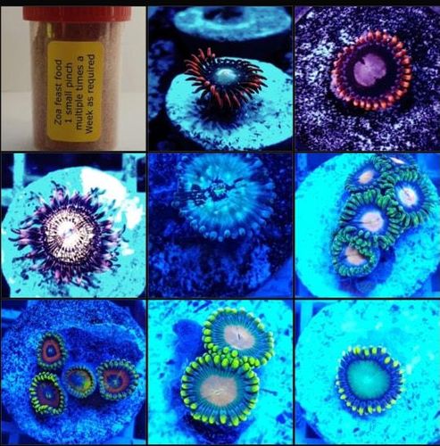 8 different random zoa frags on plugs includes zoa feast food and FREE postage